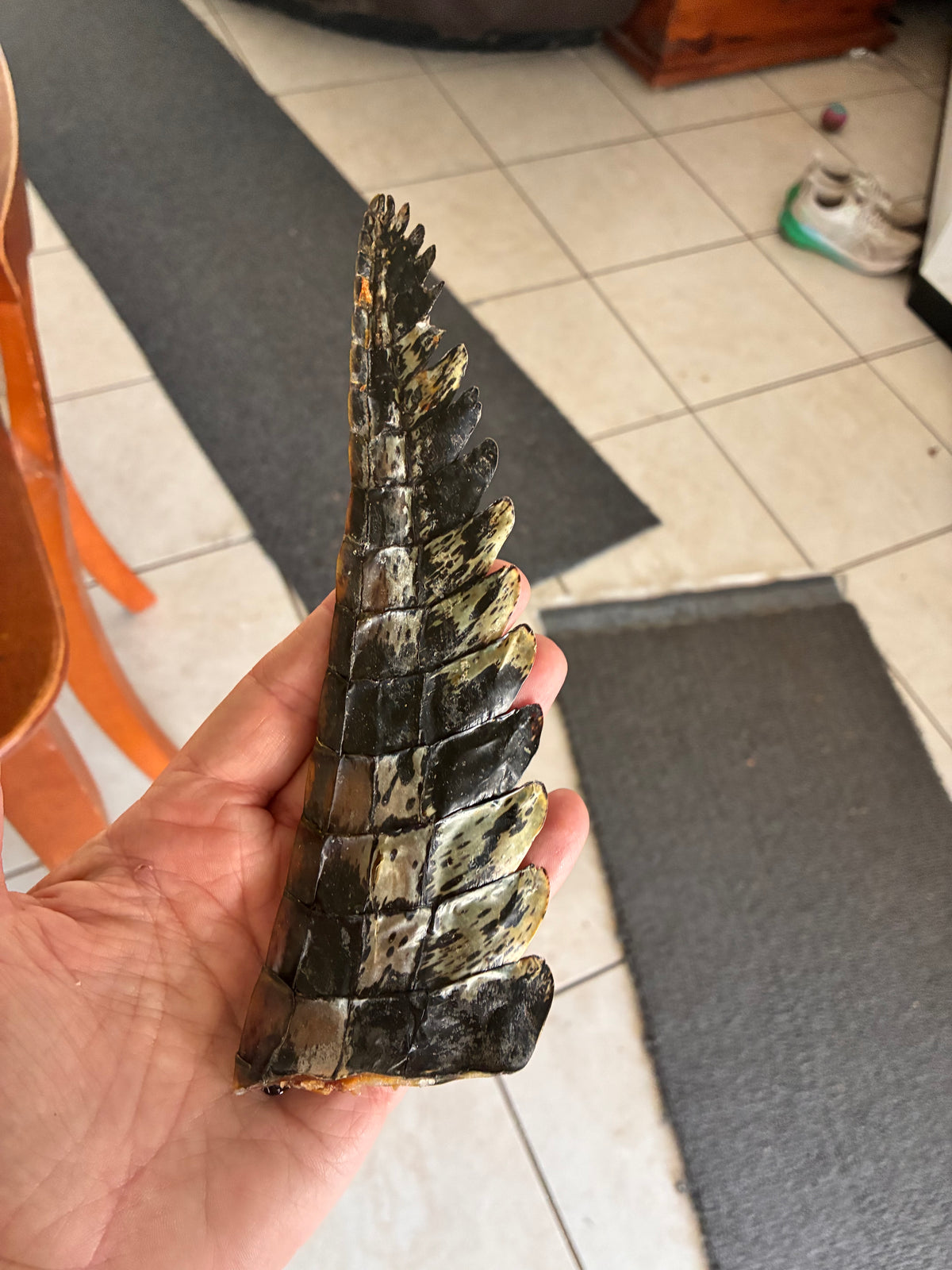 Crocodile Tail