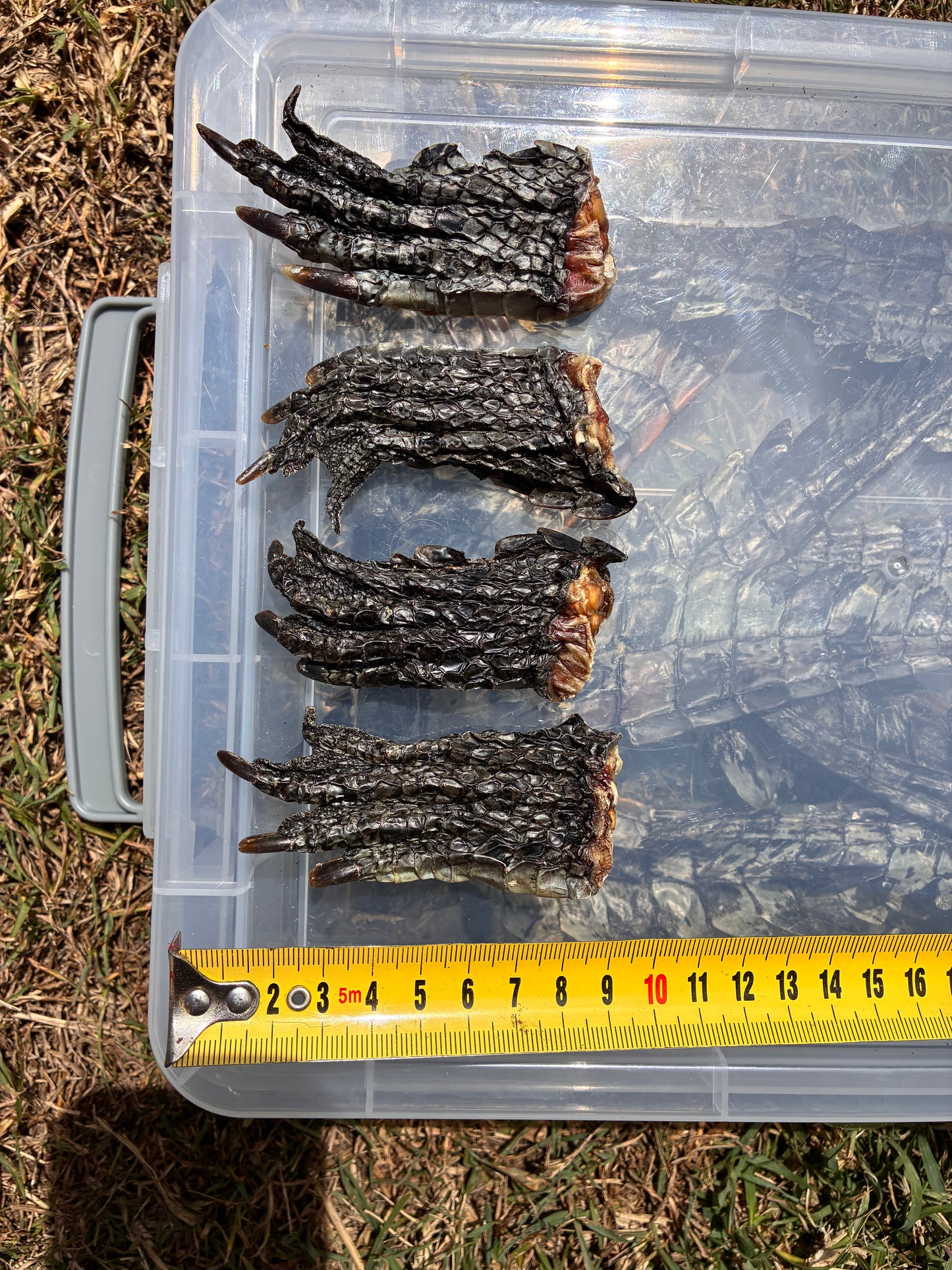 Crocodile Feet - Small