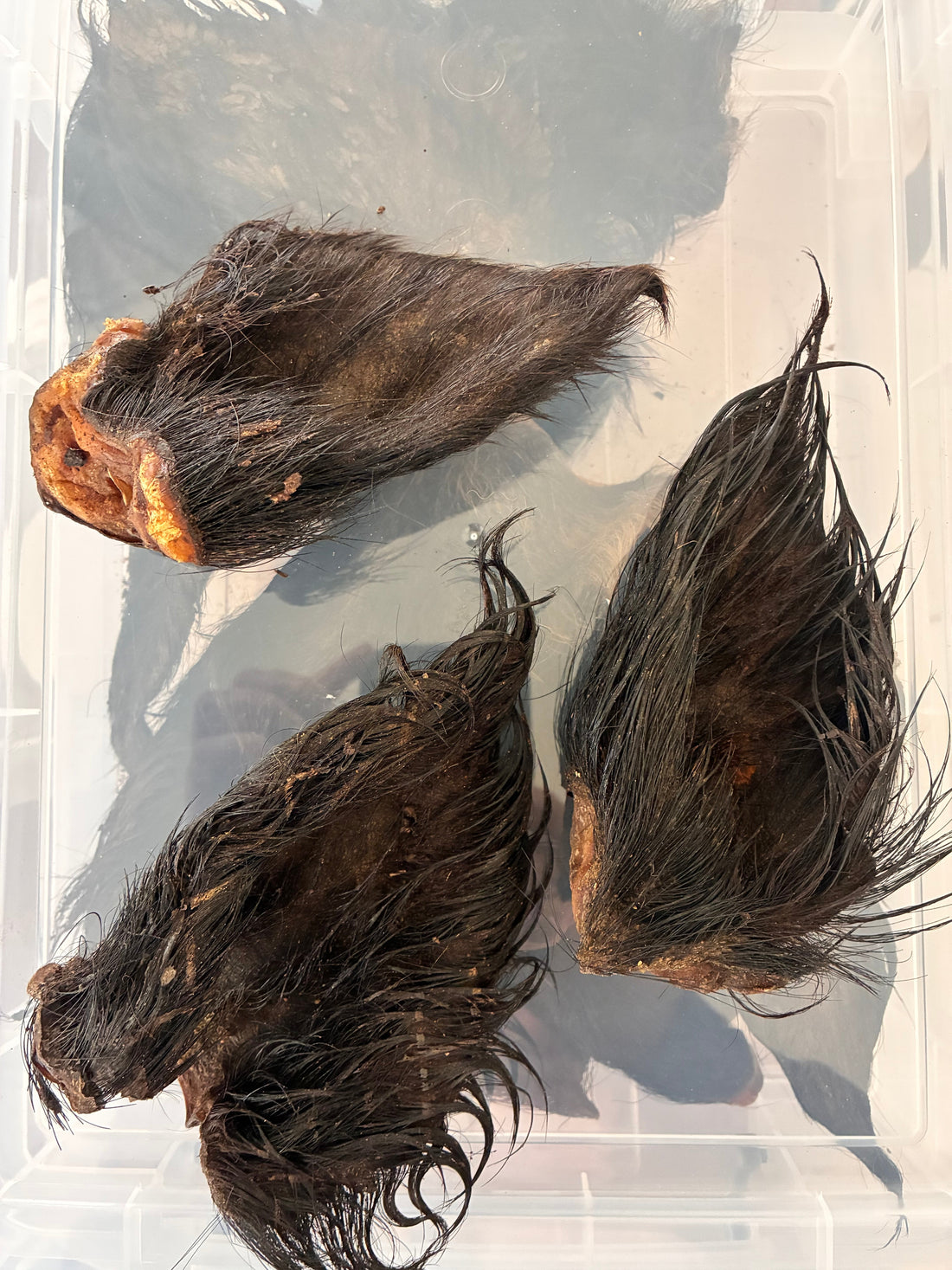 Why Hair-On Dog Treats Are Good for Dogs 🐾