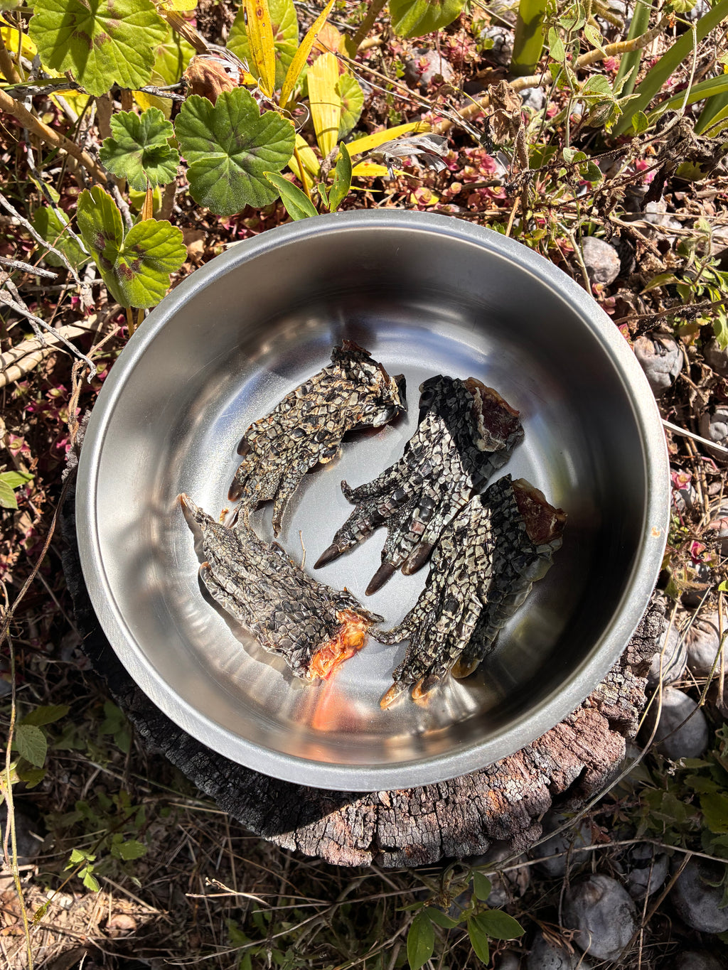 Crocodile Feet Dog Chew – Natural Australian Single Ingredient Treat