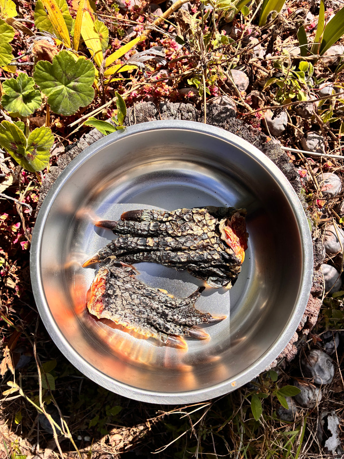 Crocodile Feet - Large