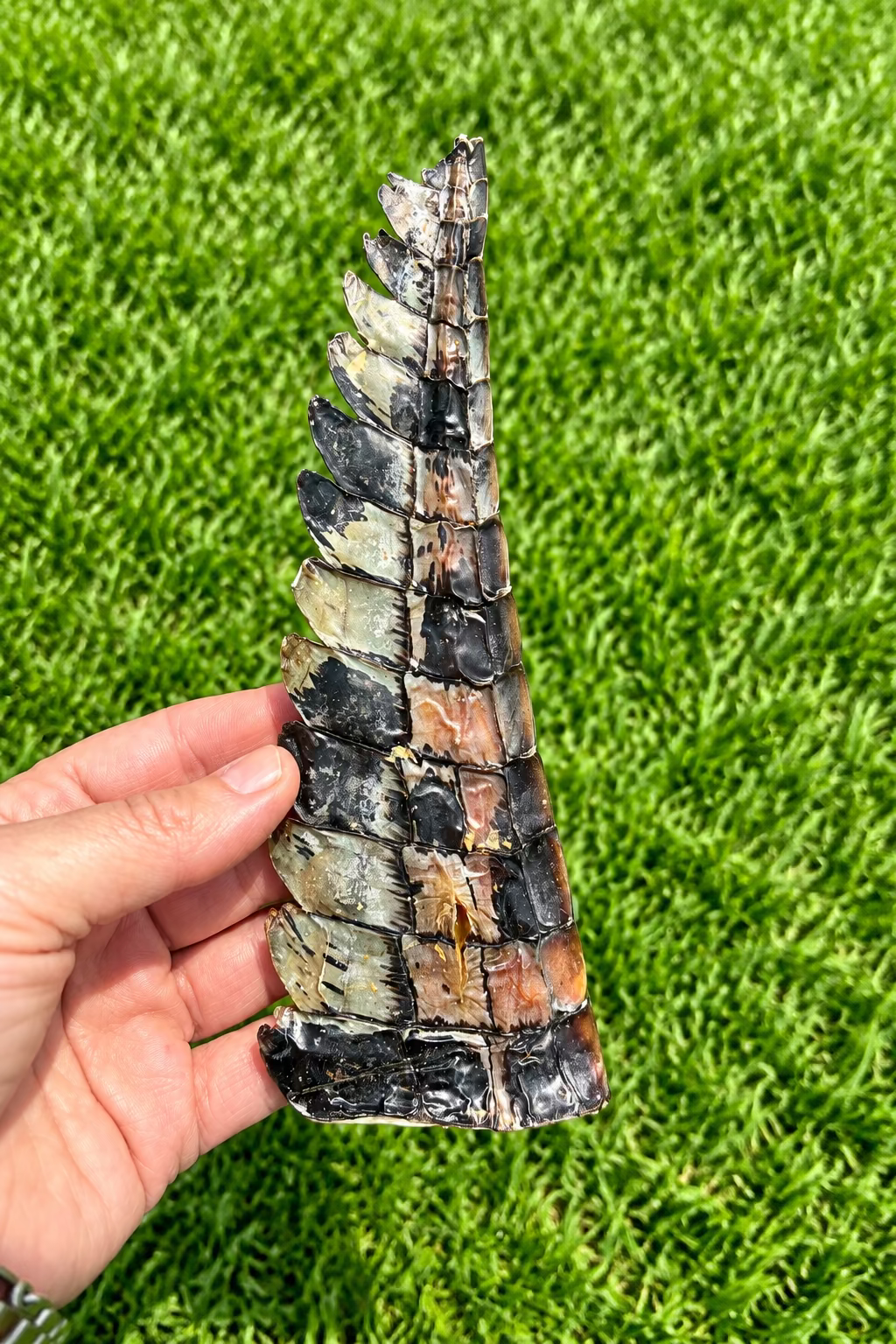Crocodile Tail