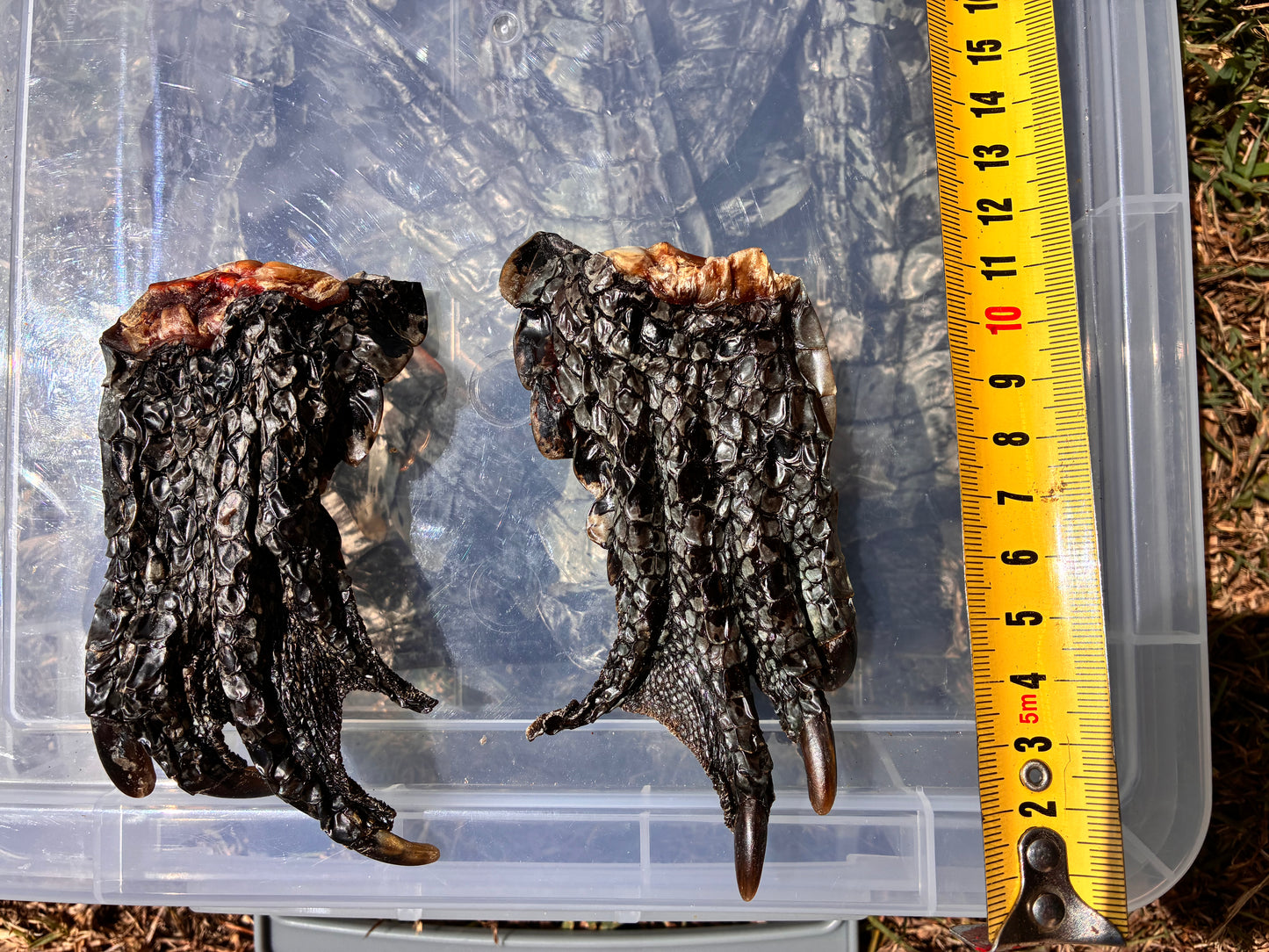 Crocodile Feet - Large