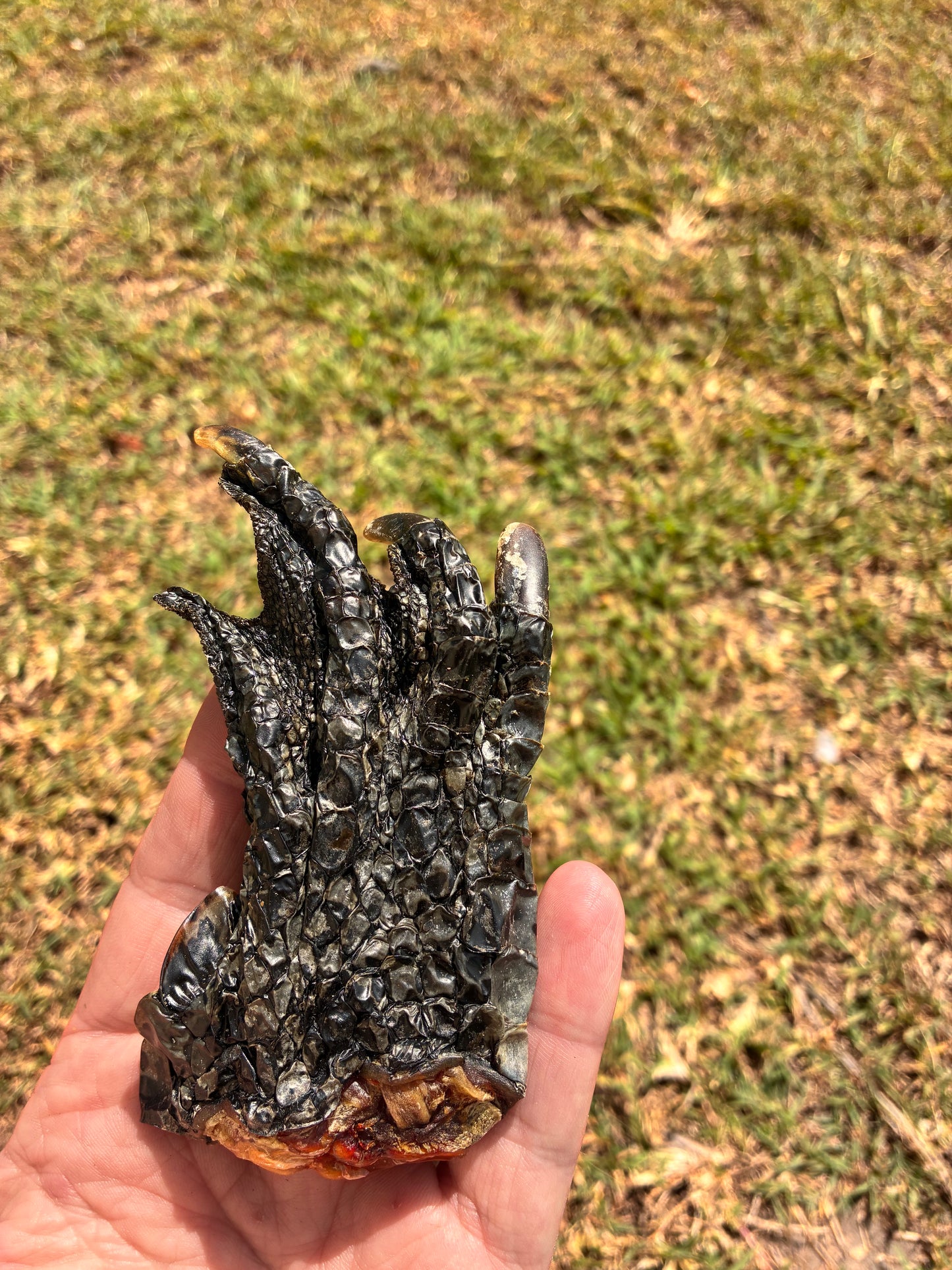 Crocodile Feet - Large