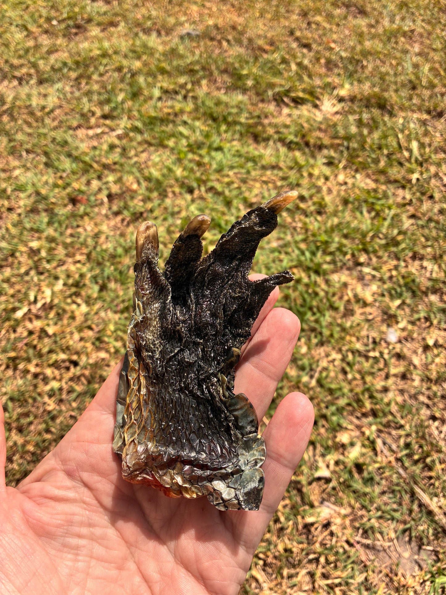 Crocodile Feet - Large