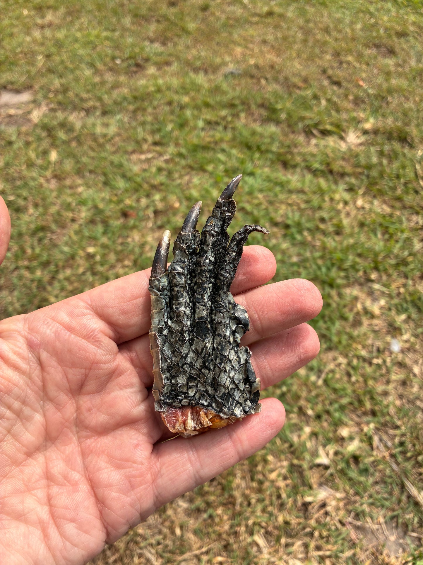 Crocodile Feet - Small