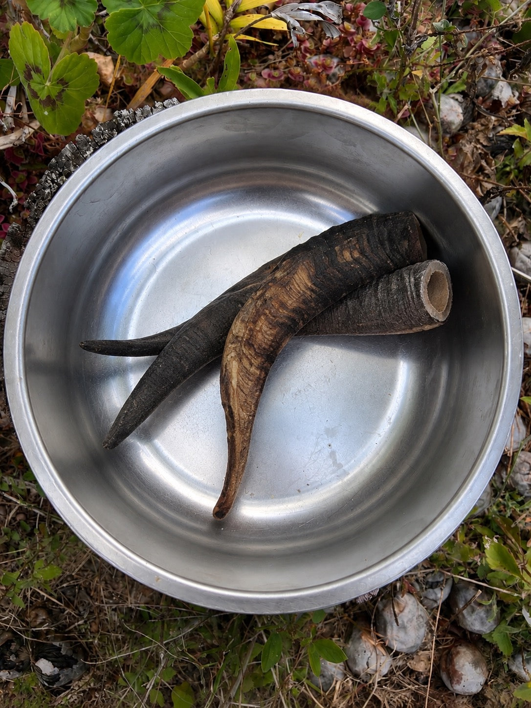 Medium Goat Horn with Inner - Natural Long Lasting Single Ingredient Treat