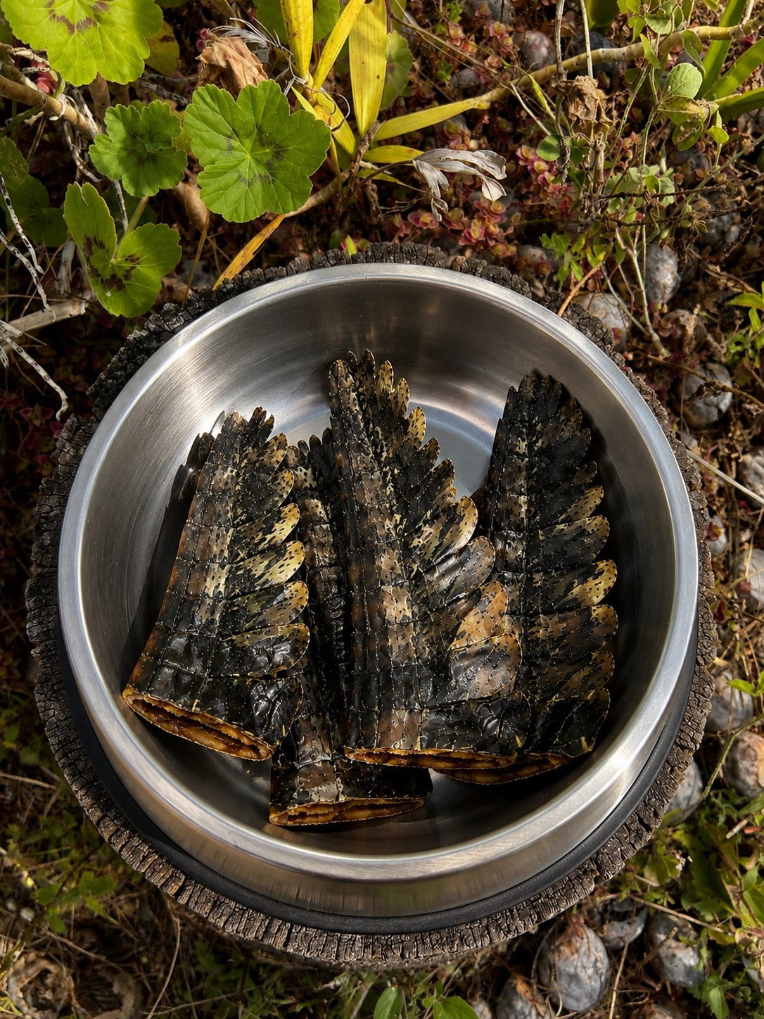 Crocodile Tail Dog Chew | Natural Australian Treat